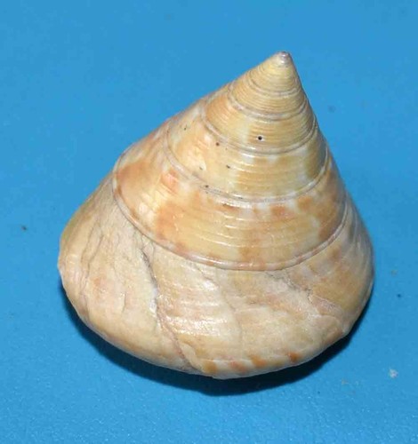 Sea shell anzeige für - sea,