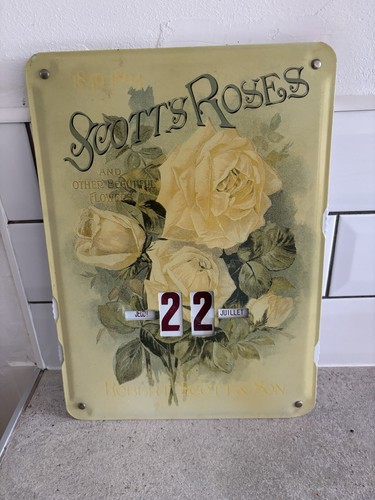 Scott roses französischer - roses,